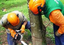 Curso de Instrutor de Motosserra